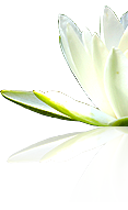 Flower Power